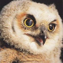 Load image into Gallery viewer, Heltah Skeltah : Nocturnal (CD, Album)