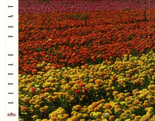 Load image into Gallery viewer, Little Feat : Extended Versions: The Encore Collection (CD, Album)