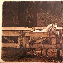 Load image into Gallery viewer, Van Morrison : Tupelo Honey (LP, Album, RE, Win)