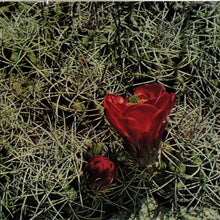 Load image into Gallery viewer, Eagles : Eagles (LP, Album, Pre)