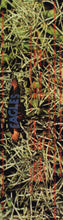 Load image into Gallery viewer, Eagles : Eagles (LP, Album, Pre)