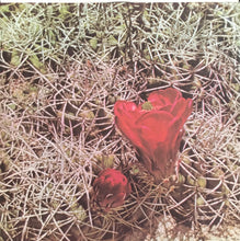 Load image into Gallery viewer, Eagles : Eagles (LP, Album, RE)